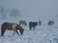 Winter1011 (44)